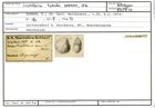 Karteikarte zum Holotyp von Cristellaria tumida Karrer, 1870